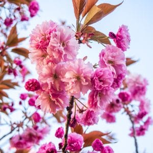 חגים ואירועים