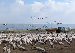 סיור מודרך באגמון החולה